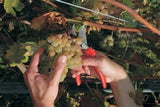 Felco Picking & Trimming Snips - available at vlsmt.com!
