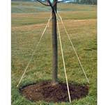 Duckbill Earth Anchors for protecting trees against weather allowing the root system to mature.