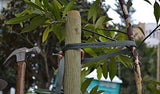 ArborTie Tree Tie a soft non-girdling tree tie that is easy to use and less expensive.